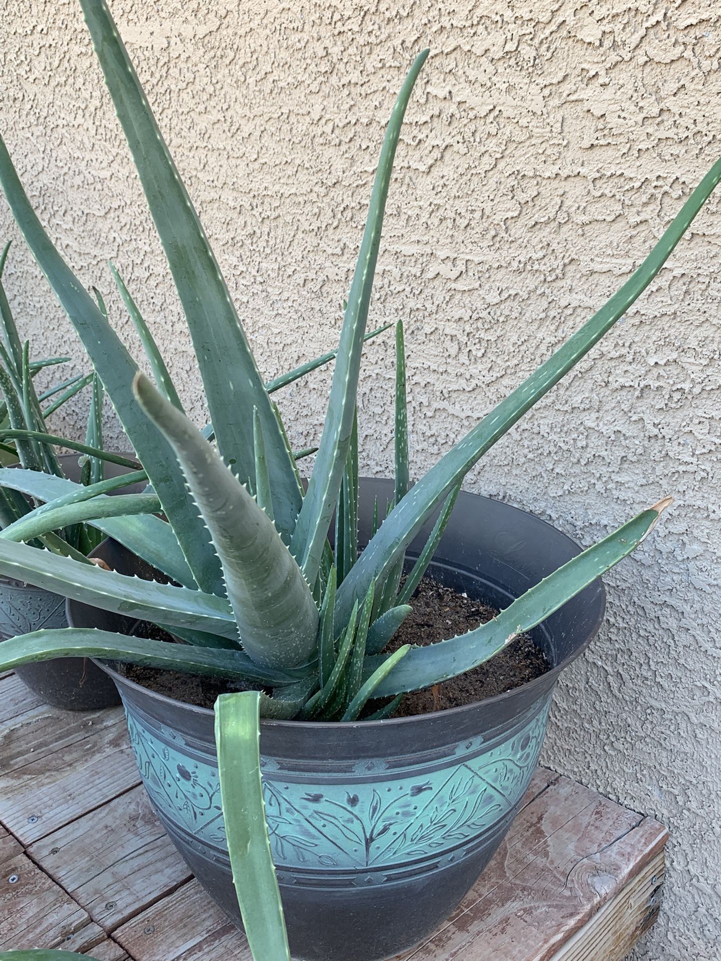 Aloe Vera Healthy Plant