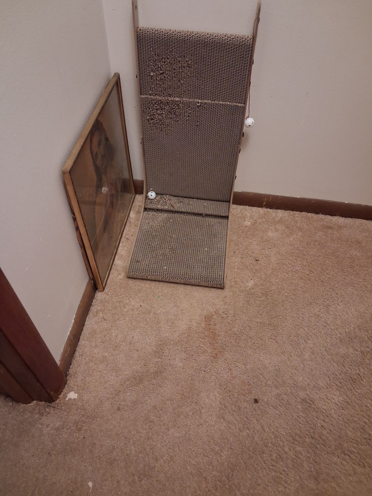 Cat scratcher