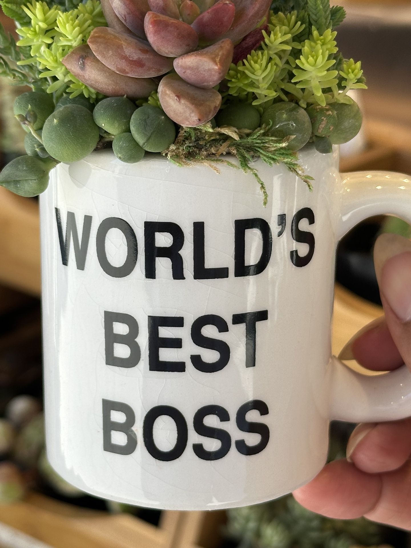 The Office Worlds Best Boss Succulent Arrangement