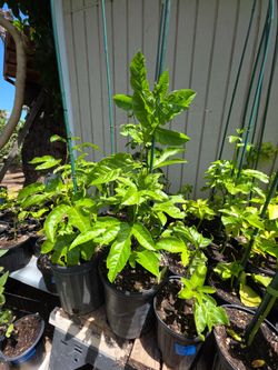 Yellow/Thai Yellow Passionfruit Plants 2 Foot Plus Plus