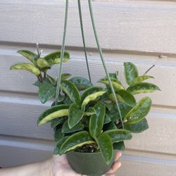 6” Hoya Krinkle 
