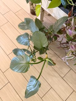 Plant