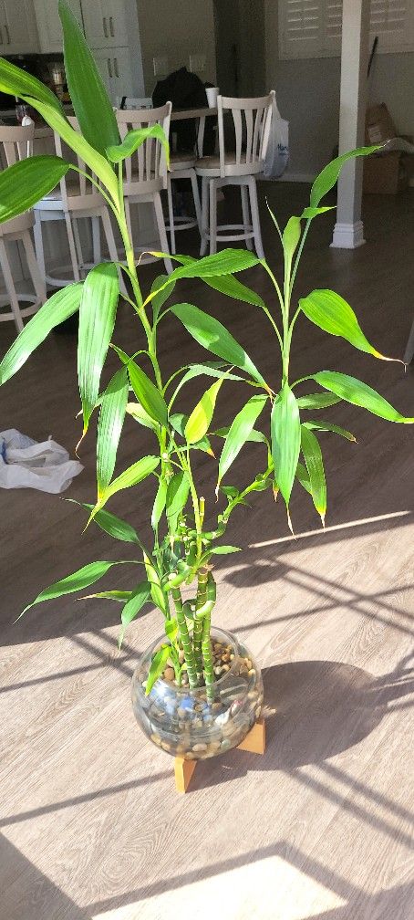 Bamboo Plant With Glass Vase Stand $50