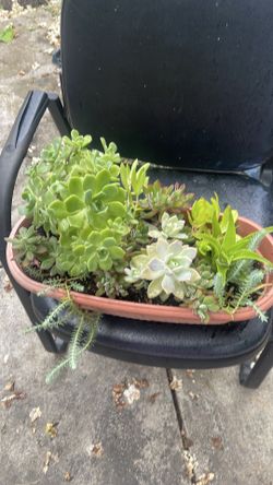 Nice basket Suculent plant