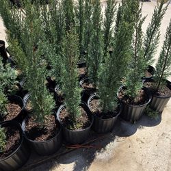 Pinos Italianos Cypress 3gallones 