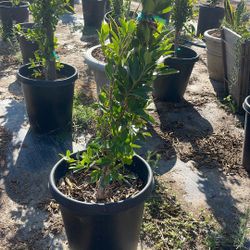 Ficus