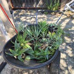 Succulent bundle trade – aloe, elephant bush, more