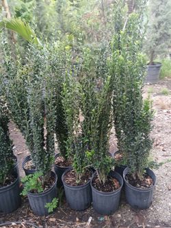 Pencil cactus plants on sale now $35