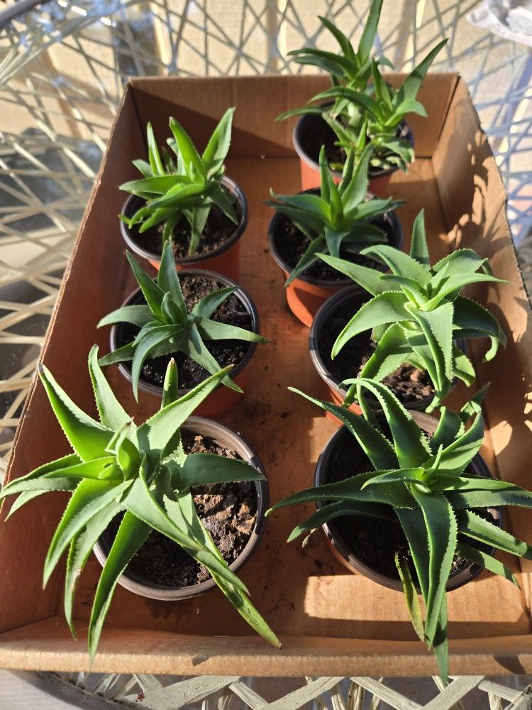 Aloe Succulents