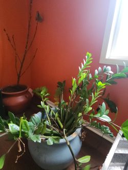 Inddor or Outdoo Planters