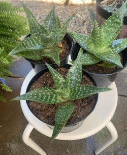 Aloe Vera Plants 3 For $5