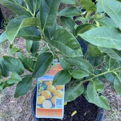 Fruit Trees 