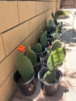 Prickly pear plants