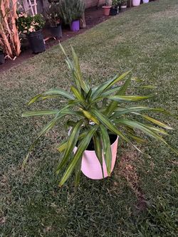 Plant
