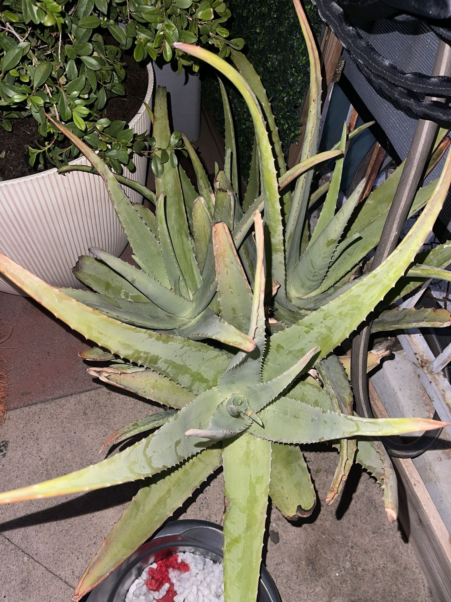 Yellow Aloe Vera Plant