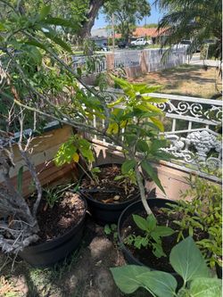 Cupid’s trumpet 3ft & 5 ft trees in pots