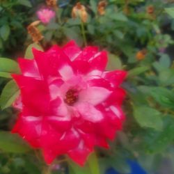 Two Color Rose Plant