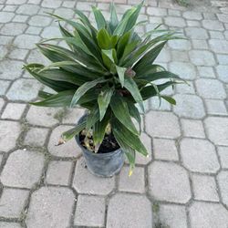 Dracaena 