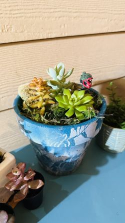 Custom Terrariums (built to order)