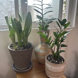 HOUSEPLANT SALE - Plants, planter pots, pre-potted plants & more - Message For Prices 