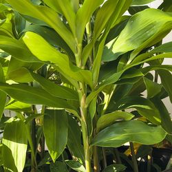 Shampoo Ginger (Awapuhi) 