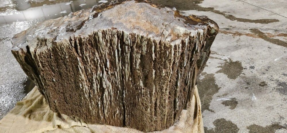 Raw 120 Pounds Arizona Araucaria Petrified Wood