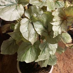 Angel Wing Begonia Plant