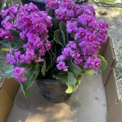 Calancho Plant 