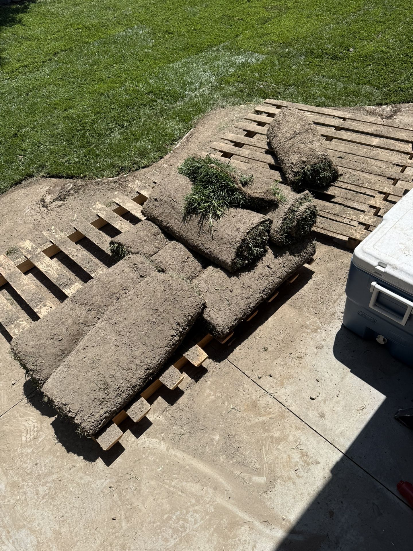Tall Fescue Sold 64sq Ft