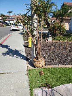 Palm Tree. Artificial 