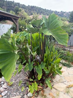 5-Foot Water Taro ( Elephant Ear) – $28each