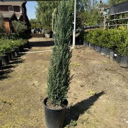 Blue Point Juniper 