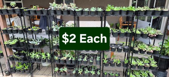 $2 Each Succulent Plant
