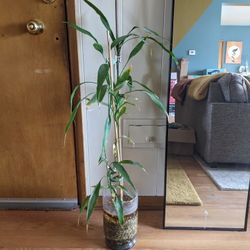 Bamboo Plant