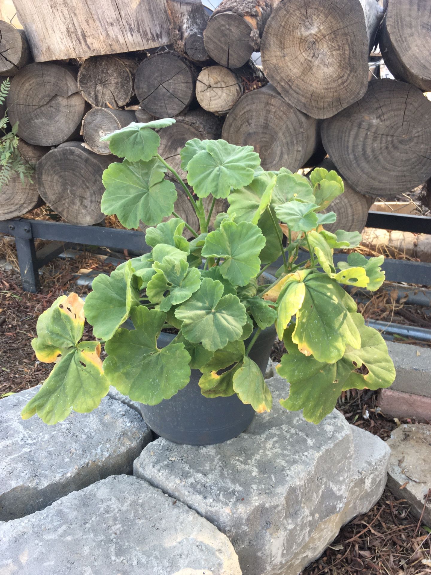 Medium Sized Geranium Plant 