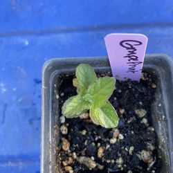 Grapefruit mint plant - menta sabor toronja - hierba yerba buena pomelo planta