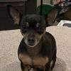 Sheba