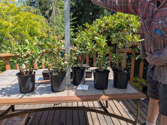 Beautiful Jades for sale from San Diego