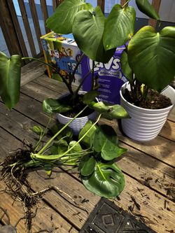 Monstera