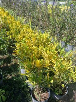 Sale! Crotons 3gl $8💛