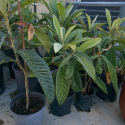 Loquad Trees $20 - $40