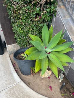 Agave plants (2) - free