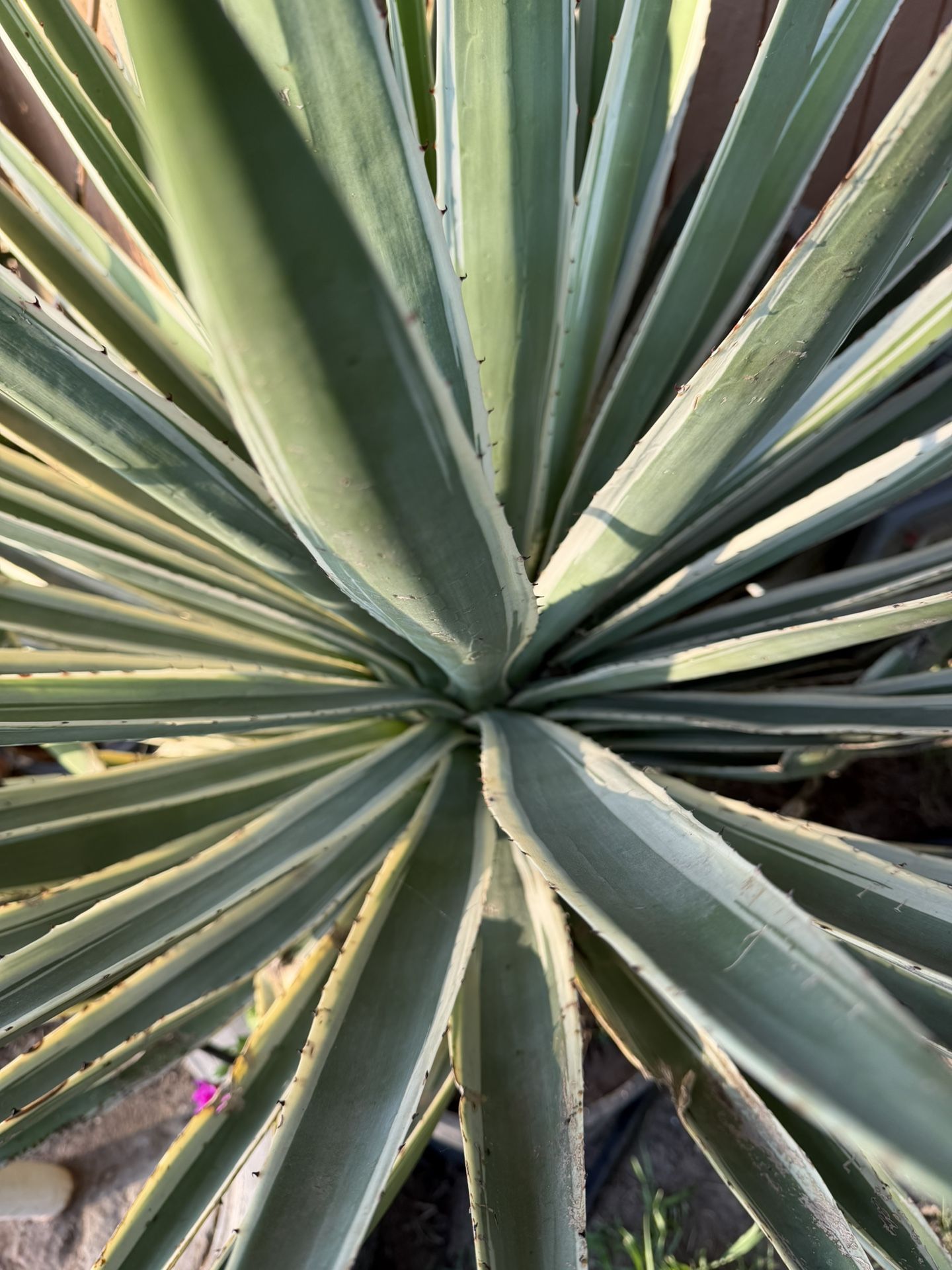 Agave sisalana