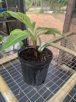Banana Dwarf Cavendish