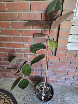 Rubber plant over 3 ft