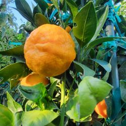 Gold Nugget Mandarin  Tree 9 Feet Tall In 15 Gallon Pot.