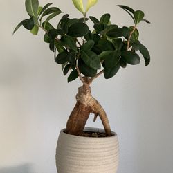 Ficus Ginseng bonsai plant With Pot