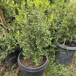 Boxwood