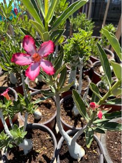Desert Roses