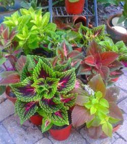 Coleus Plants